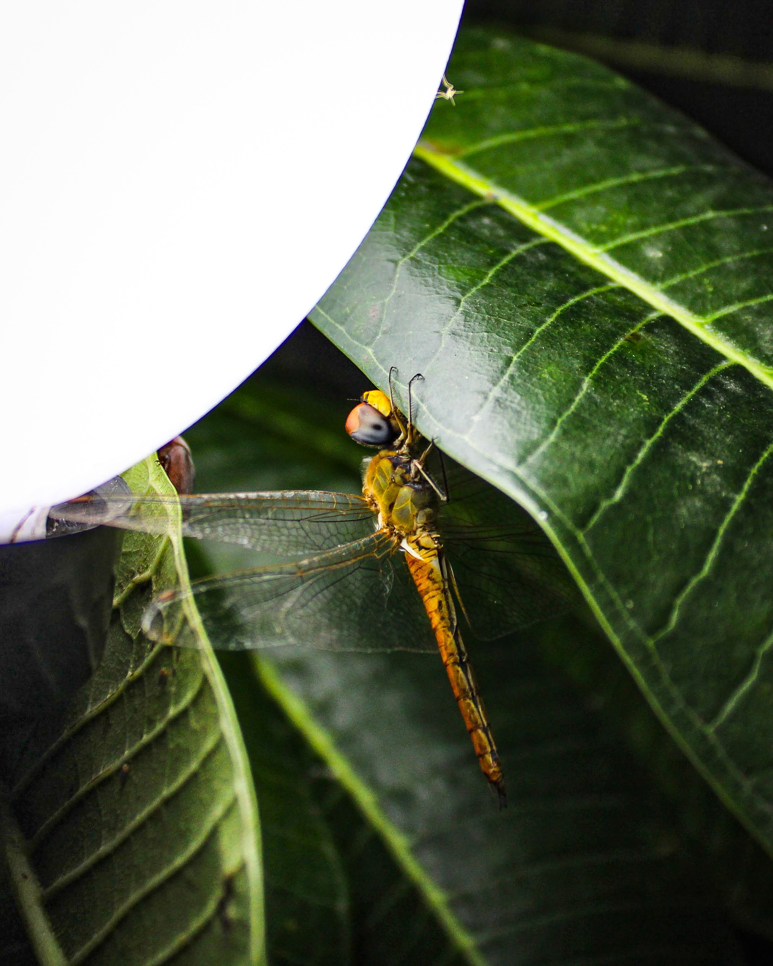 Dragonfly on Green Leaf in Close Up Photography · Free Stock Photo
