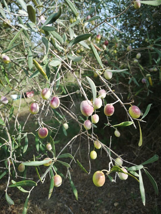 Fruit in Orchard