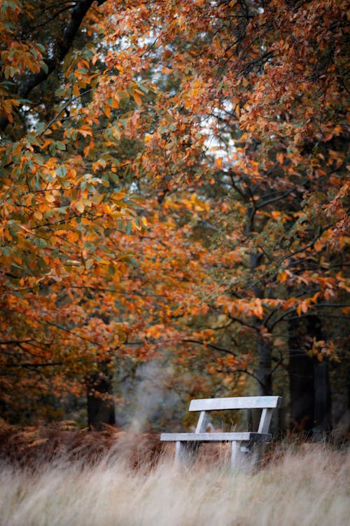 Autumn Tree over Bench