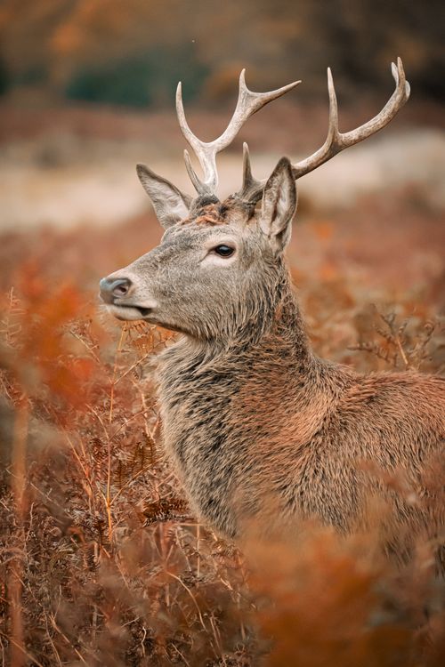 Free Close-up of a red deer stag with antlers, standing amidst autumn foliage in the wild. Stock Photo