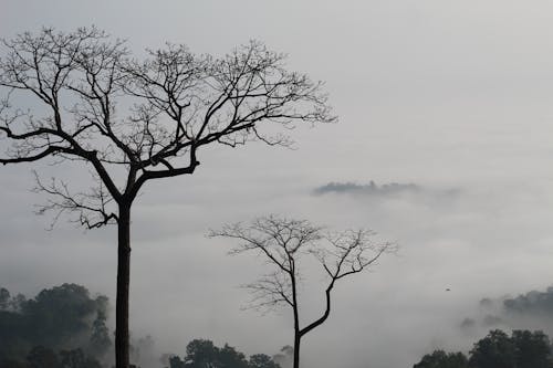 Free Trees on Foggy Day Stock Photo