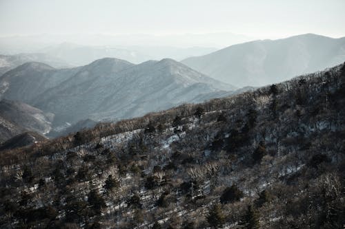 Trees on Hills in Winter