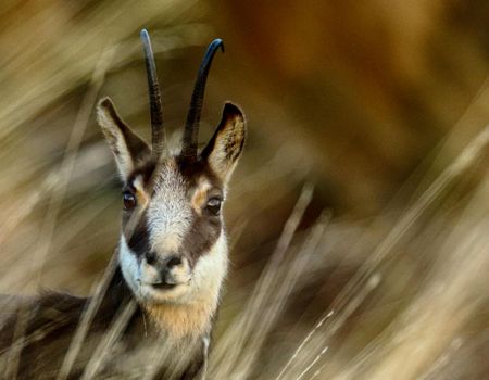 Detailed close-up of an antelope with long horns, framed by natural grass.