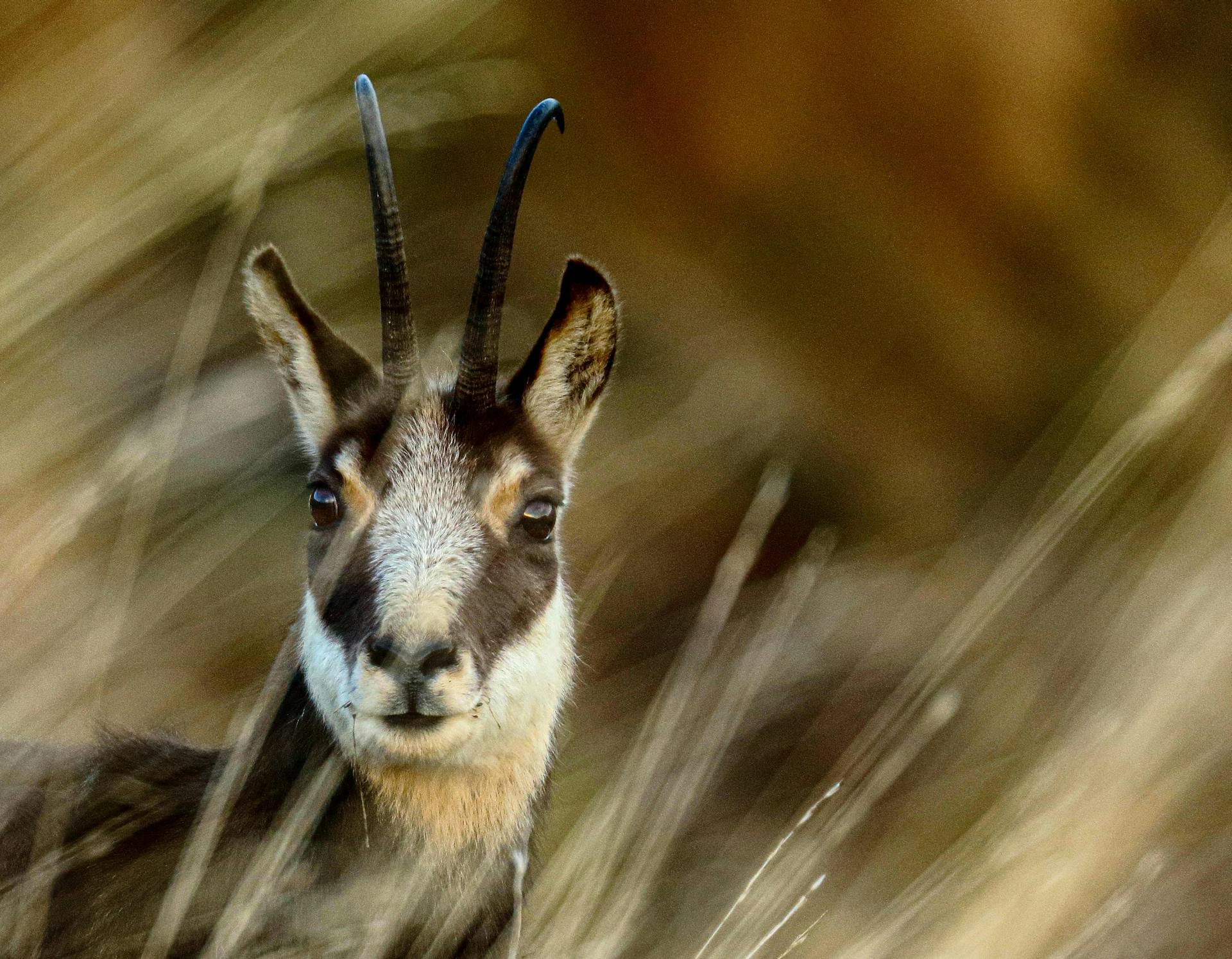 Free stock photo of animal, antelope, cute