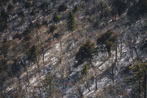 Бесплатное стоковое фото с высокий угол обзора, деревья, зима