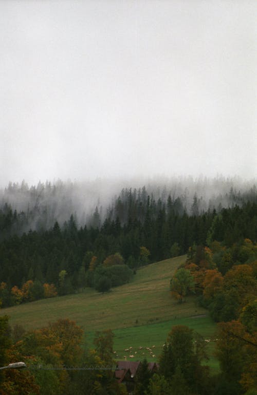 Foto d'estoc gratuïta de boira, bosc, descoratjador