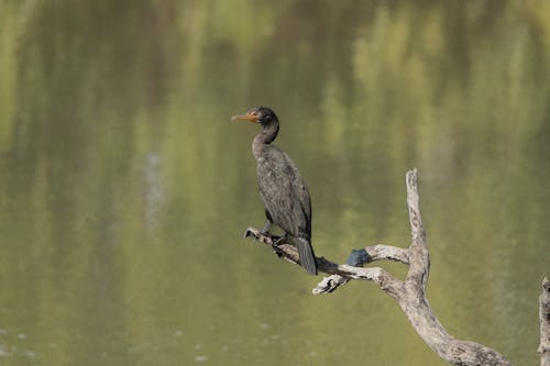 Close-Up Shot of a Neotropic Cormorant Bird Perched on the Branch
