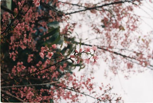 Free A detailed close-up of pink cherry blossoms on branches during springtime. Stock Photo