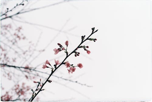 Bezpłatne Darmowe zdjęcie z galerii z gałąź drzewa, kwiat wiśni, kwiaty Zdjęcie z galerii