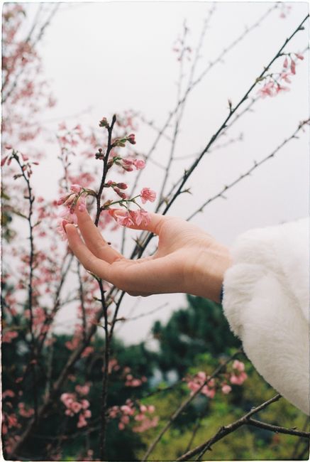 A gentle hand touches blooming cherry blossoms in a peaceful spring garden.