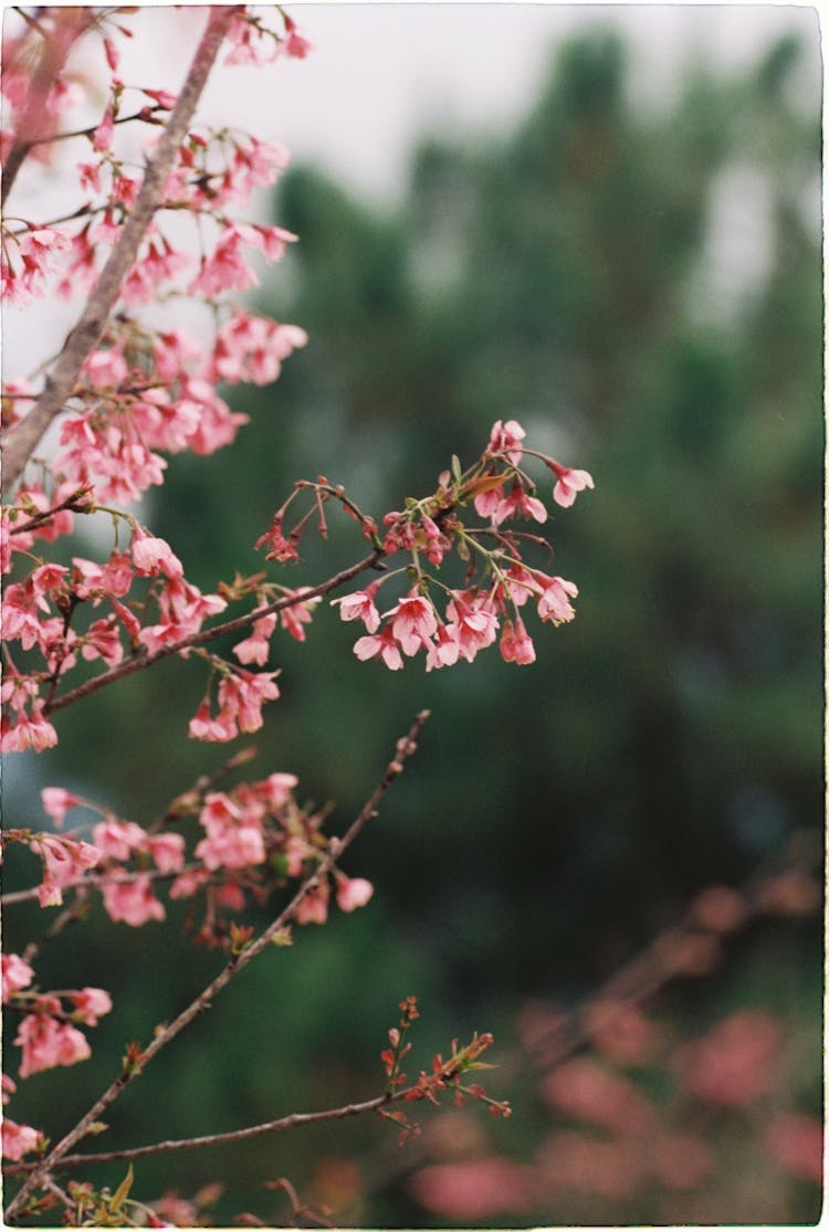 Blooming Tree In Nature