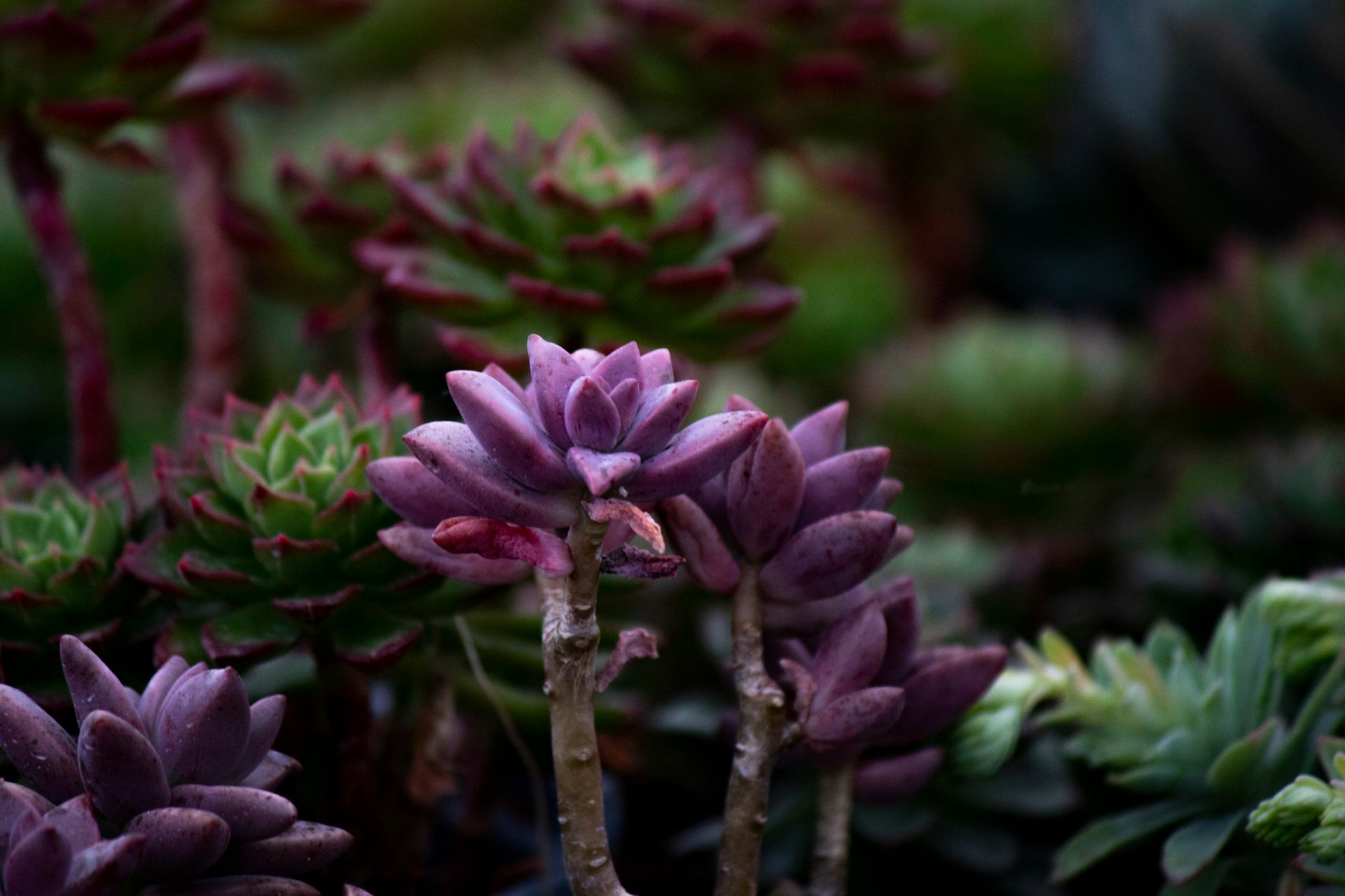 A stunning close-up of vibrant purple succulents surrounded by lush greenery, showcasing natural beauty.