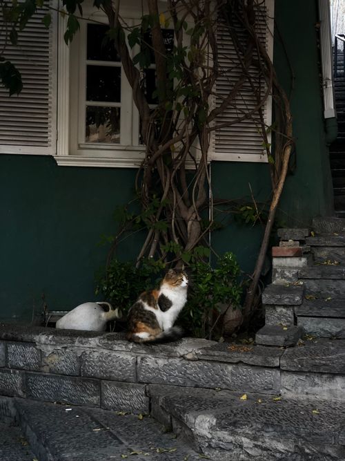 Free A calico cat sitting on stone steps near a green ivy-covered wall on a serene day. Stock Photo