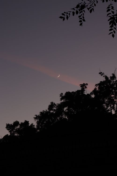 Free Silhouette of trees with a crescent moon at dusk in Merano, Italy. Stock Photo