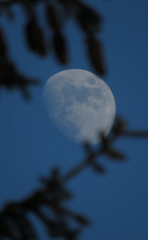 คลังภาพถ่ายฟรี ของ จันทรา, ตอนเย็น, ท้องฟ้า