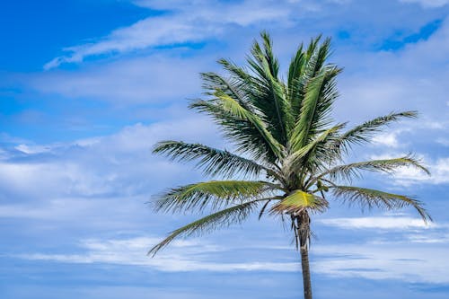 Безкоштовне стокове фото на тему «зелене дерево, Кокосова Пальма, Природа»