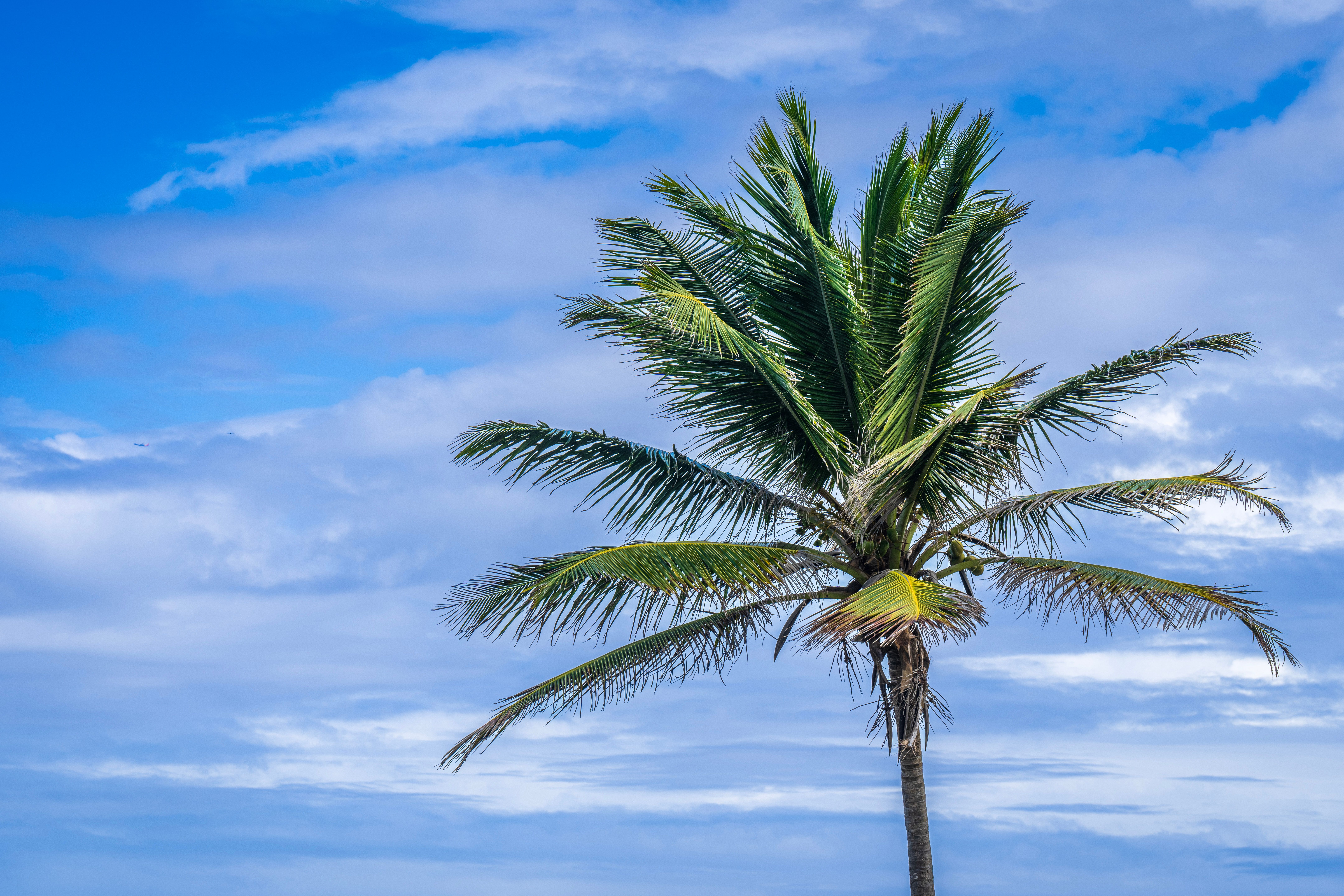 Green Tree under the Cloudy Sky · Free Stock Photo