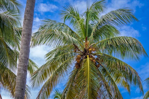 Kostenloses Stock Foto zu aufnahme von unten, baum, blauer himmel