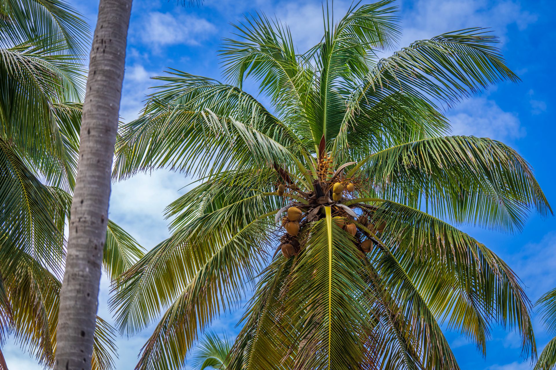 Close Up Photo of Coconut Tree Under Blue Sky