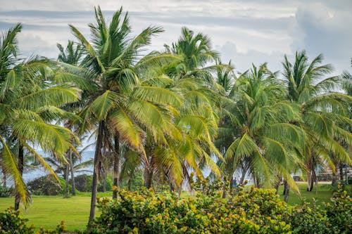 Green Coconut Trees Under Cloudy Sky