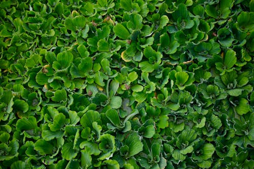 Close-up of Green Plants Abundance