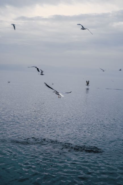 Seagulls glide over a calm sea in Karamürsel, Türkiye, under a cloudy sky.