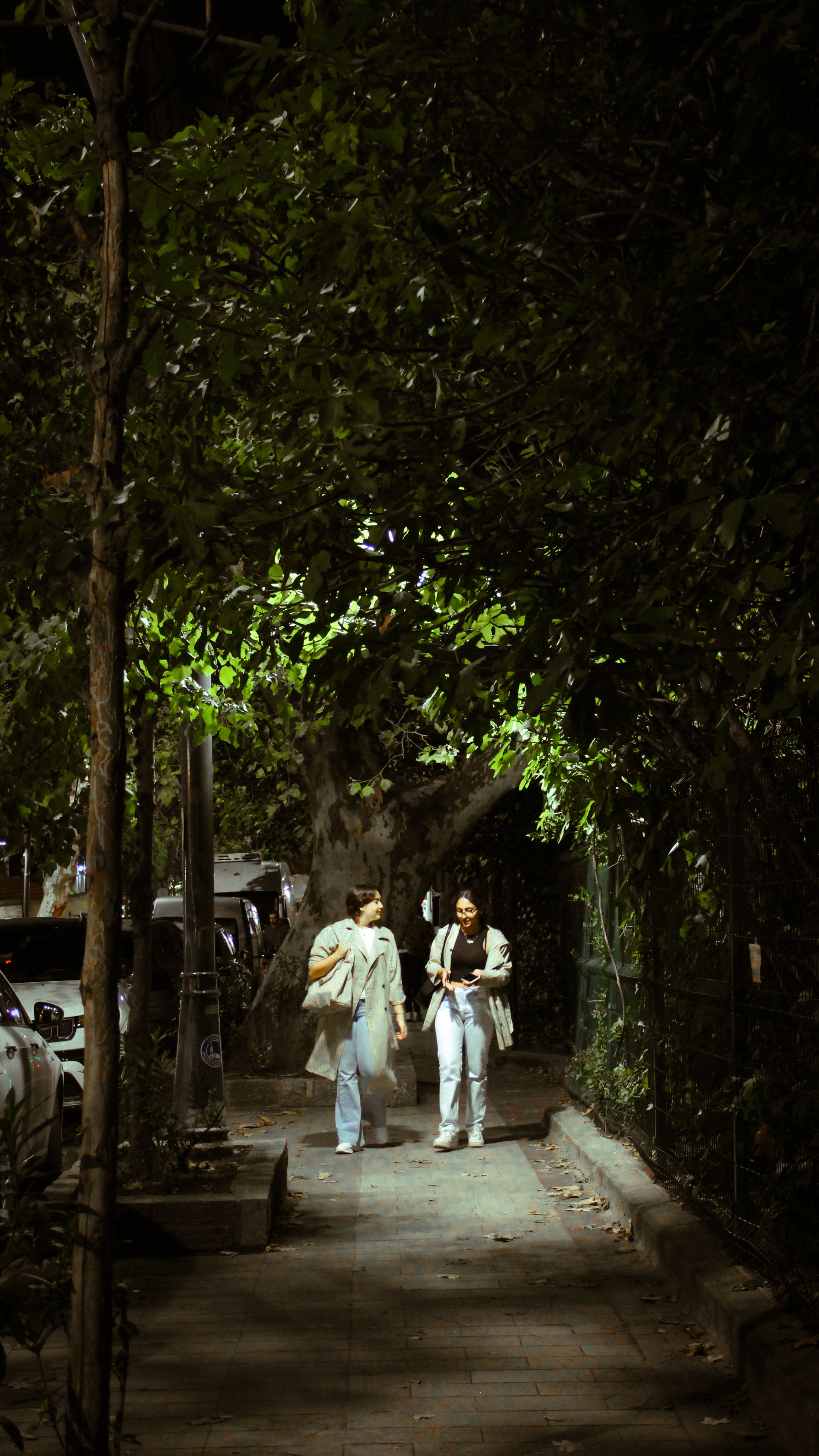 A Person Walking on a Paved Pathway Between Green Trees · Free Stock Photo