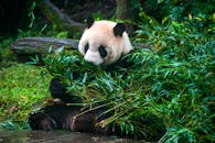 A Panda Eating Bamboo