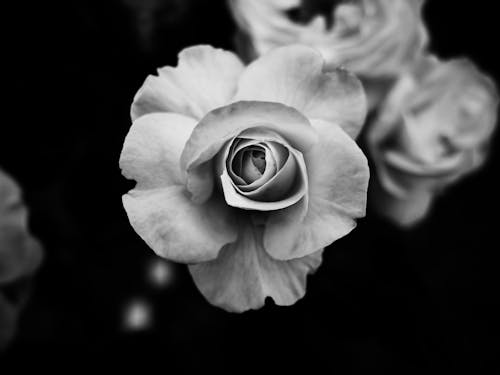 Close up of Flowers in Black and White