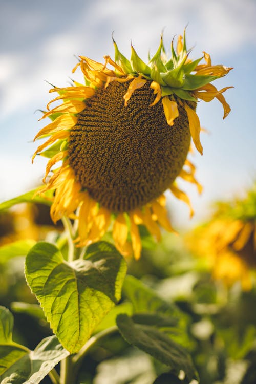 Close up of a Sunflower 