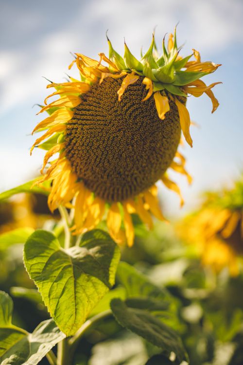 Free Detailed view of a sunflower in a sunny Kyiv field, capturing its vibrant colors and textures. Stock Photo