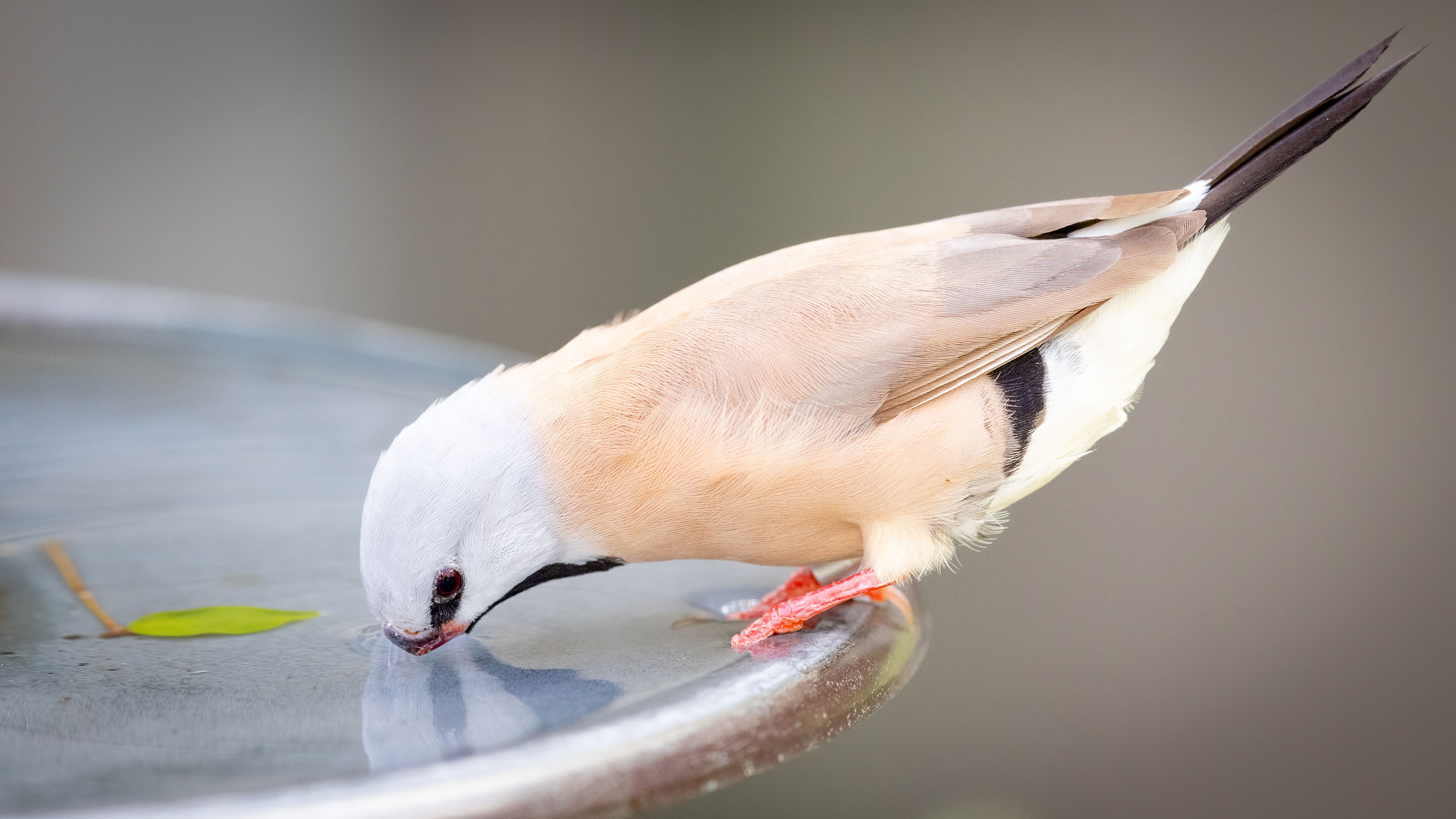 Bird on a Bird Bath · Free Stock Photo