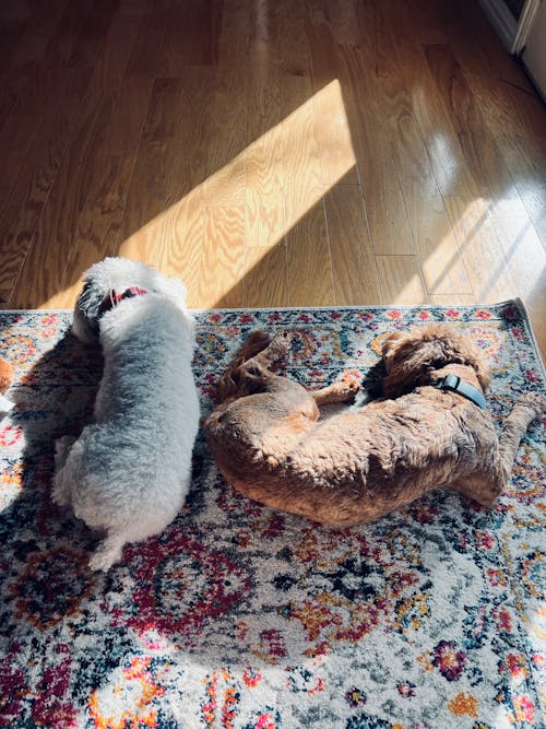 Free Dogs Sleeping on a Carpet  Stock Photo