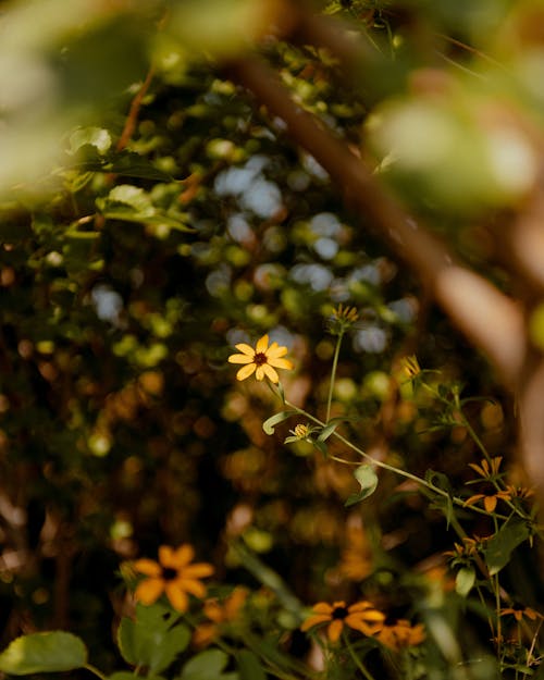 Yellow Flower in Close Up Shot