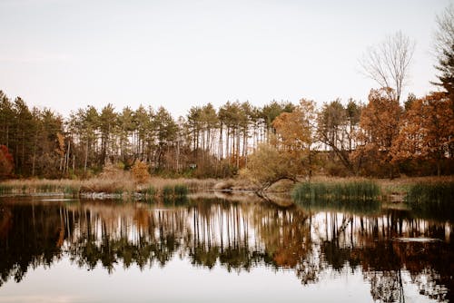 ağaçlar, göl, güz içeren Ücretsiz stok fotoğraf
