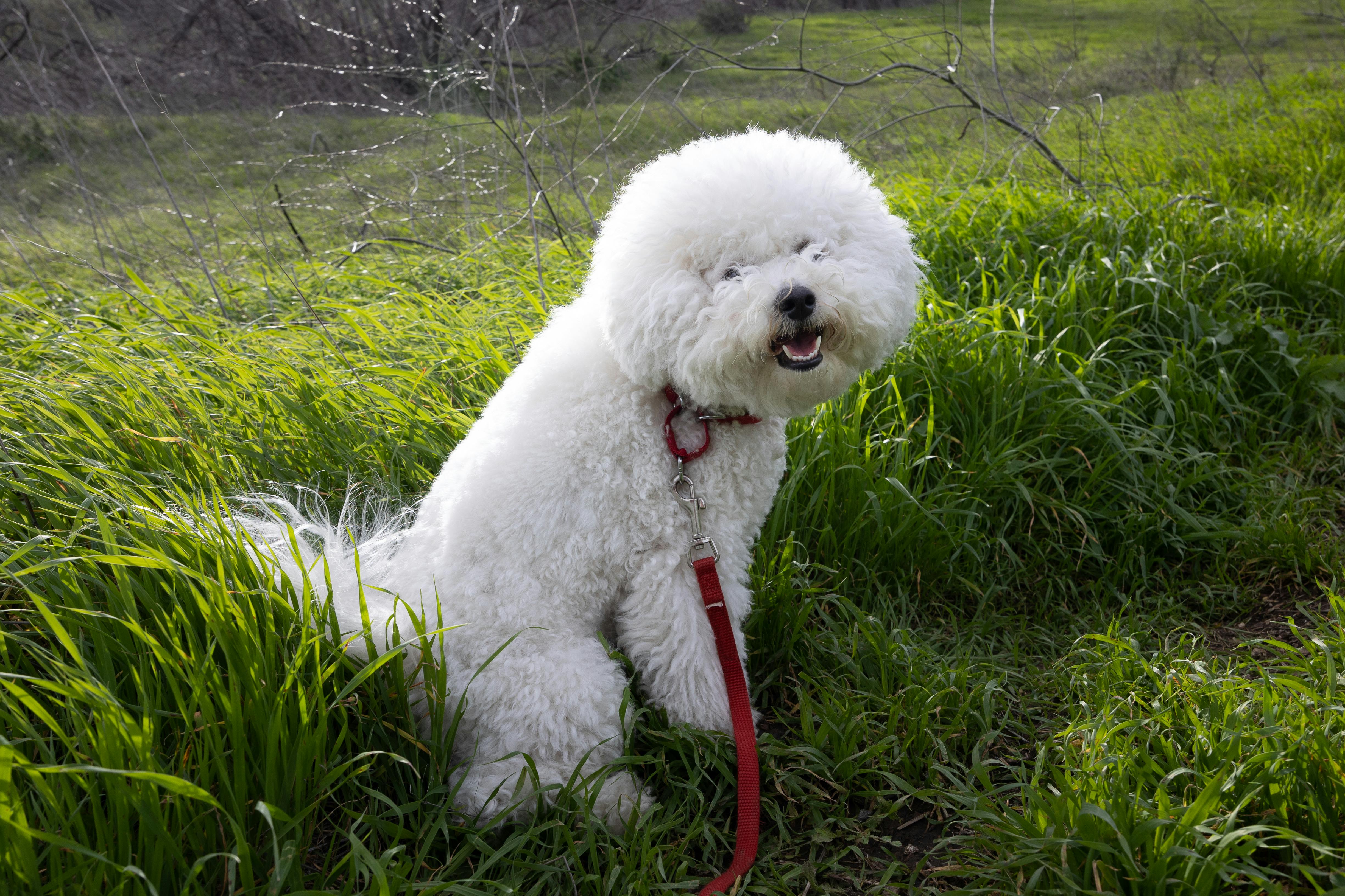 Close-Up Shot of a White Bichon Frisé Sitting on Green Grass