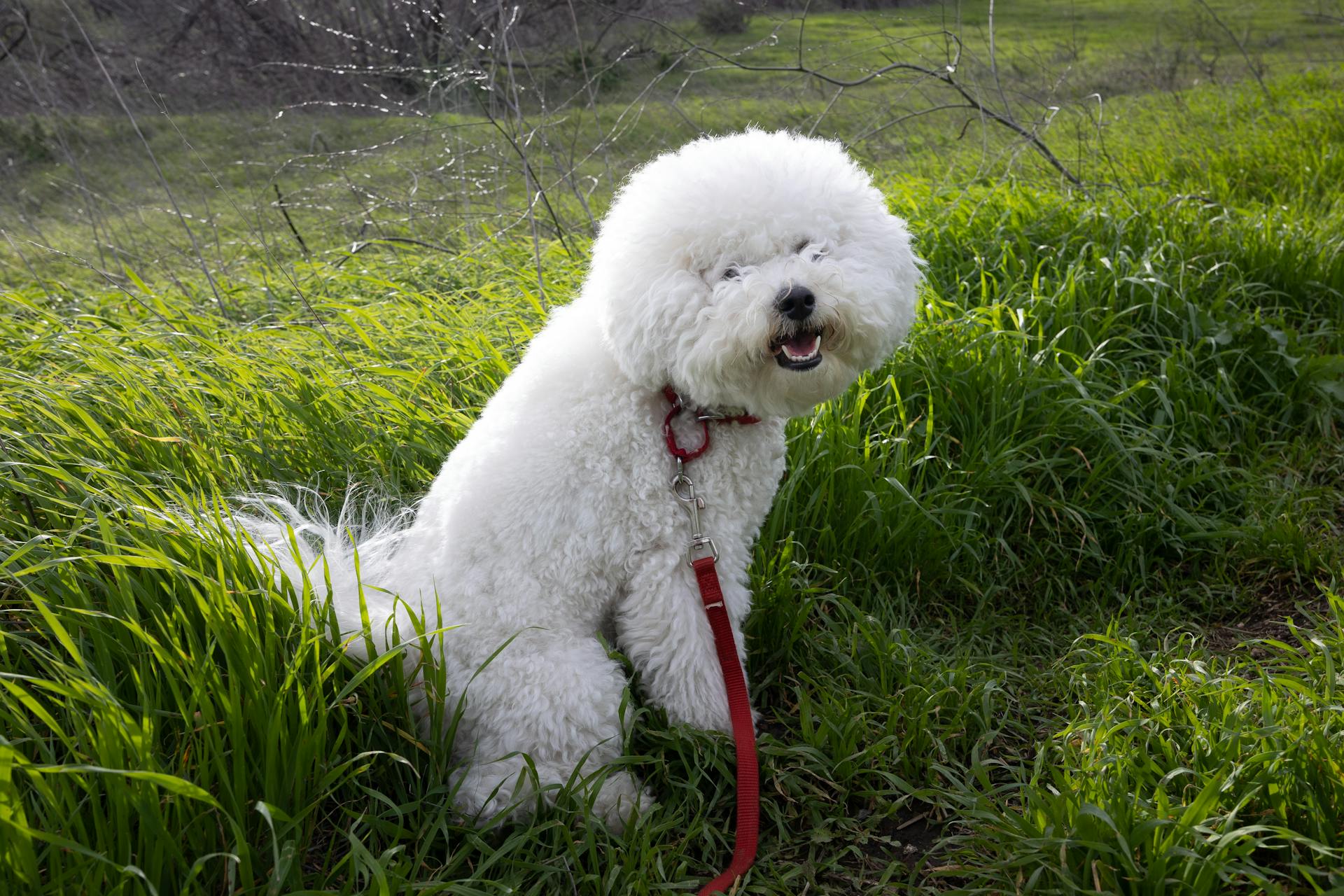 Close-Up Shot of a White Bichon Frisé Sitting on Green Grass