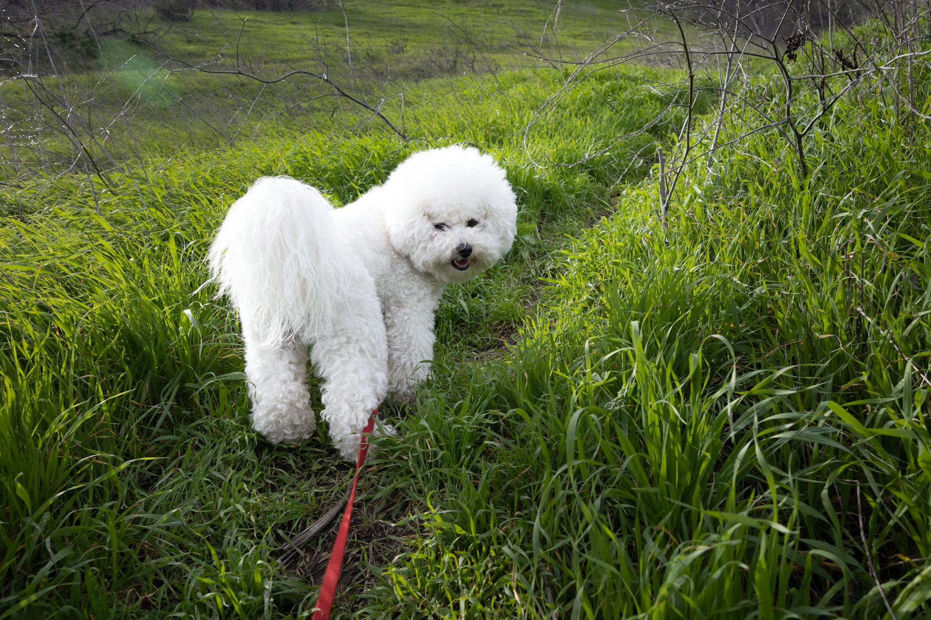 En bichon frisé på ett gräsfält