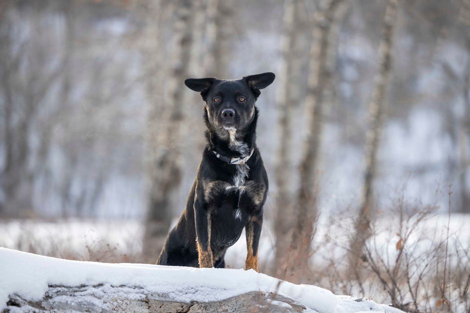 N.W.T. SPCA Pushes for Stronger Animal Protection Laws