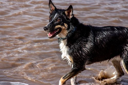 Free A happy wet dog playing in the water with a joyful expression, capturing a fun moment. Stock Photo