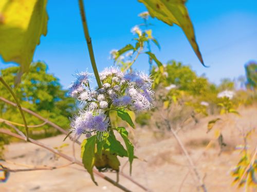 Free stock photo of background, flower, hd Stock Photo