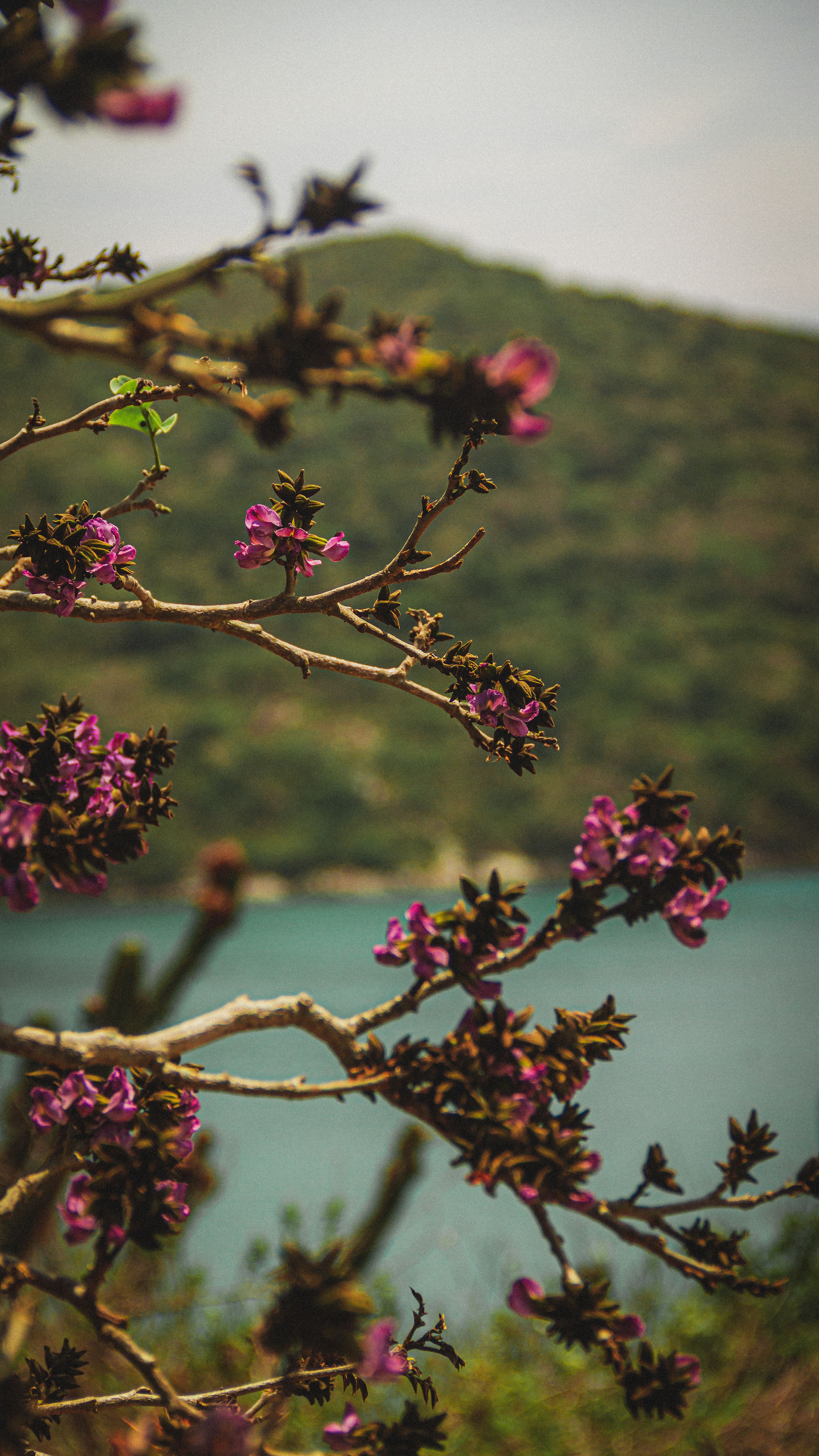 Vibrant pink blossoms on tree branches with a serene mountain landscape in the background.