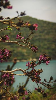 Image by Felipe Helfstein