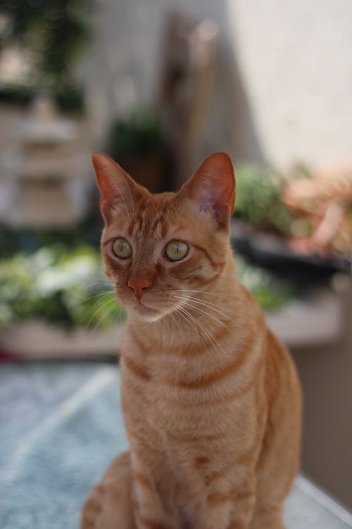 Free Close-up of a ginger cat sitting outdoors with blurred greenery in the background. Stock Photo