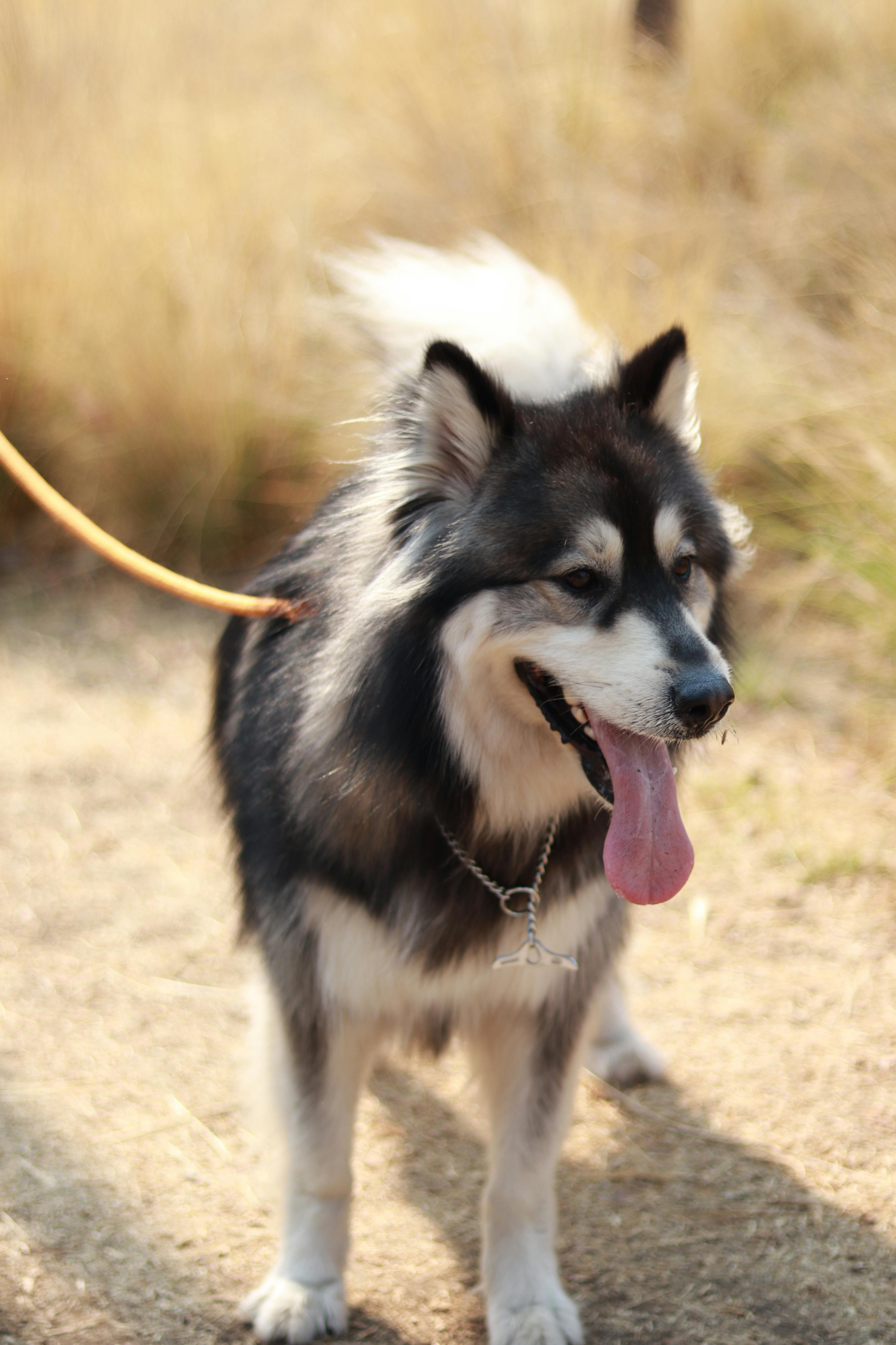 A Panting Dog on a Leash Free Stock Photo