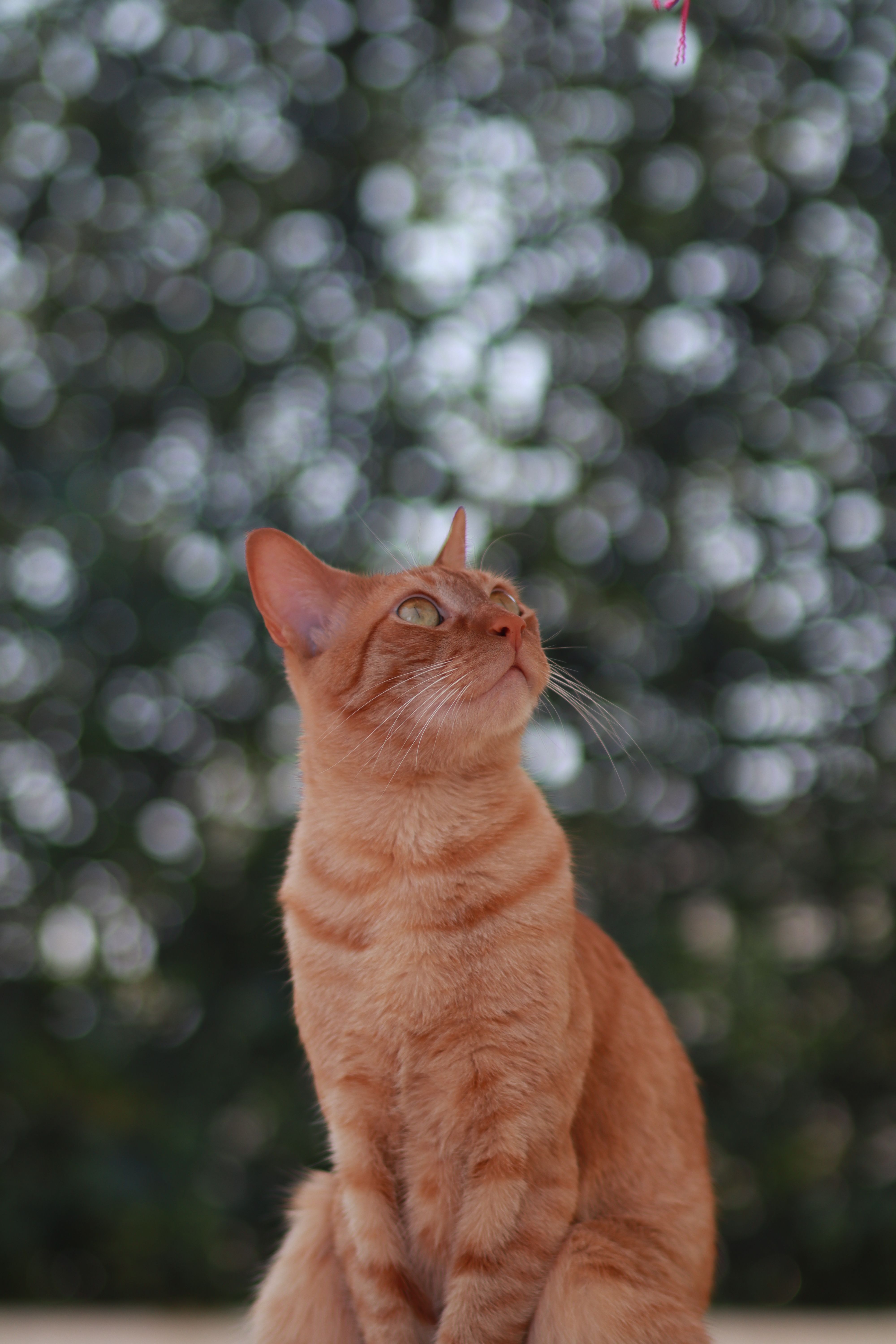 A Close-Up Shot of an Orange Tabby Cat · Free Stock Photo