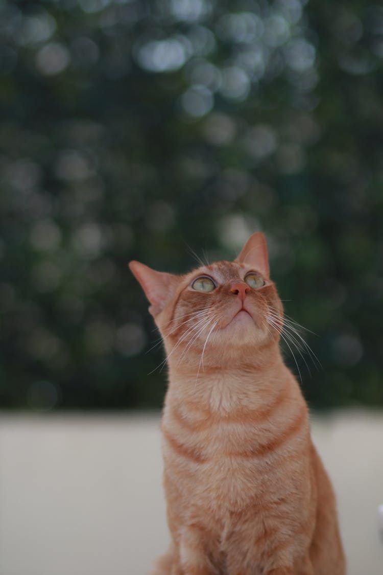 An Orange Tabby Cat Looking Up