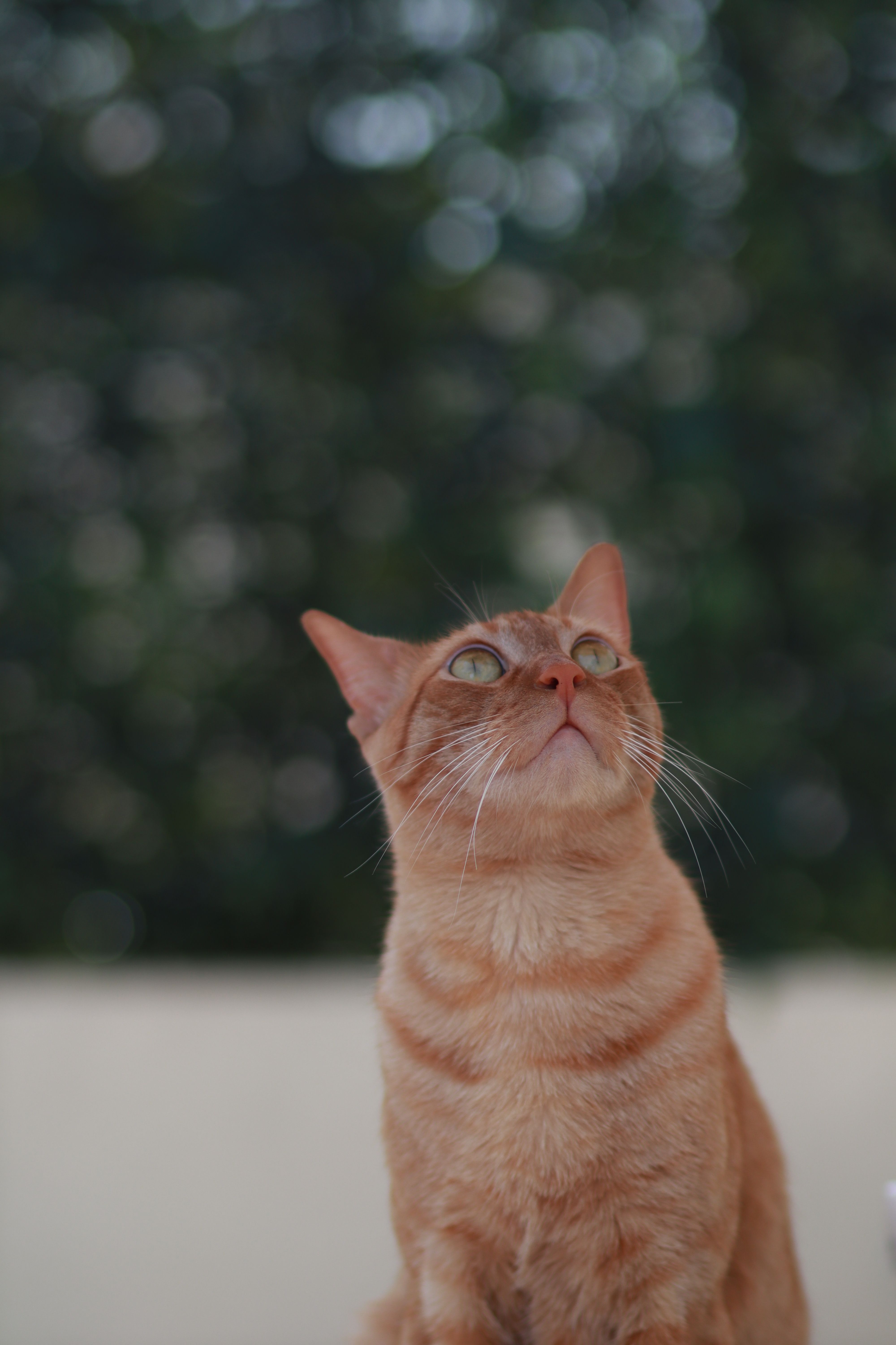 An Orange Tabby Cat Looking Up · Free Stock Photo