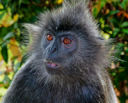 Close-Up Shot of a Furry Silvery Lutung