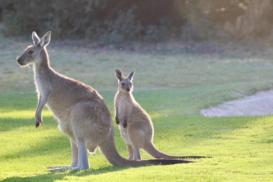 Kangaroo grazing near a road in rural Australia at dusk